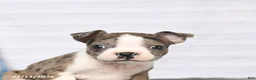Boston Terrier dogs for sale: Reba - Ad 5