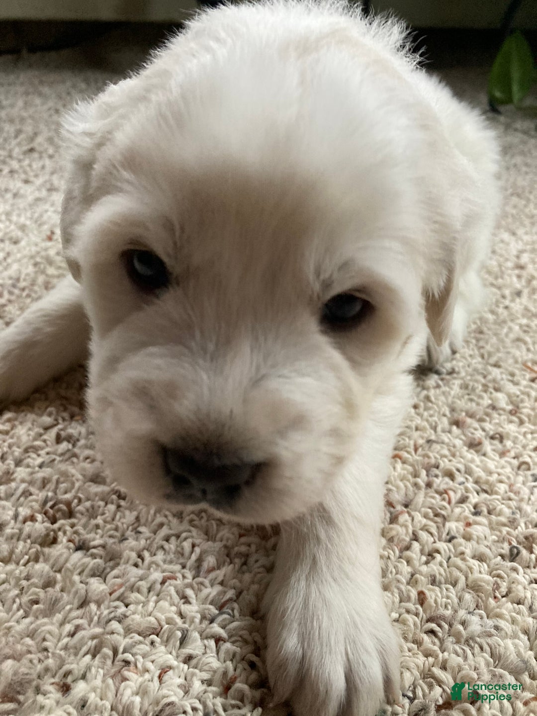 Great Pyrenees dogs for sale: Great Pyrenees Female Puppy - Pink - Ad 3