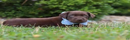 Labrador Retriever dogs for sale: Scout - Ad 7
