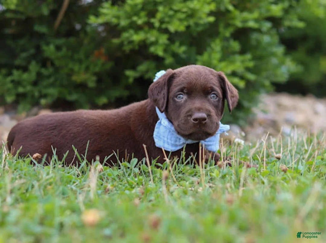 Labrador Retriever dogs for sale: Scout - Ad 7