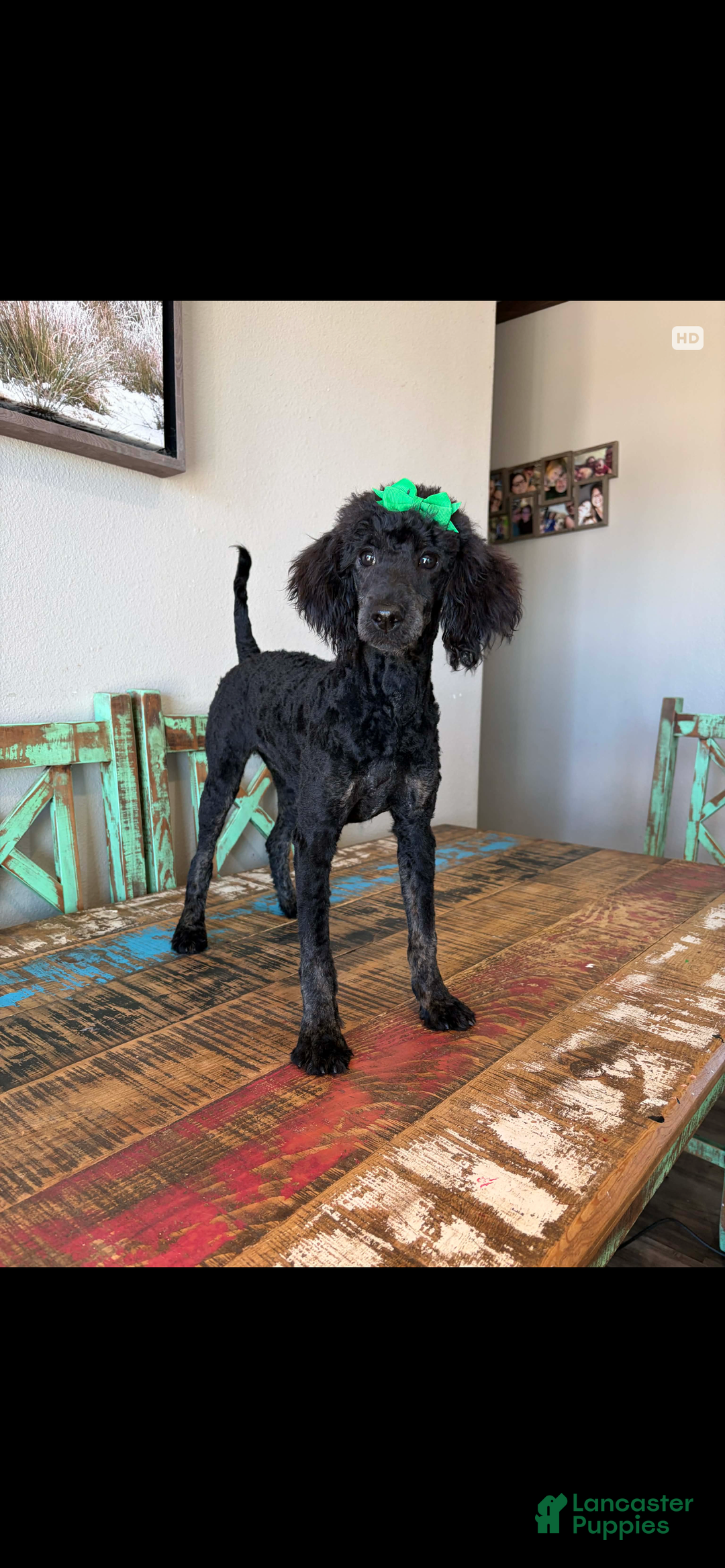 Miniature Poodle dogs for sale: Akc Clear Black Phantom Ellie - Ad 19