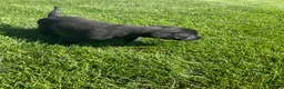 Labrador Retriever dogs for sale: Roxy - Ad 6