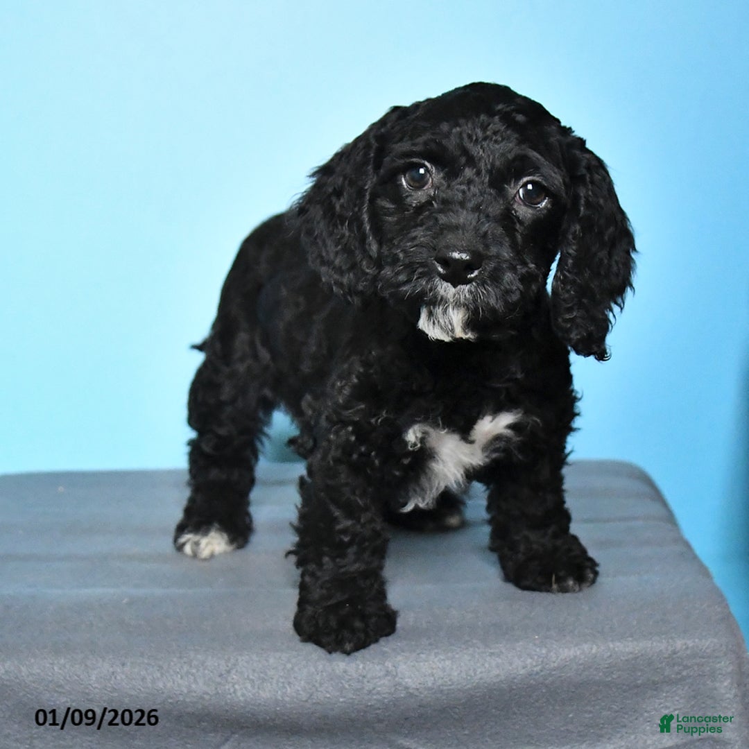Cockapoo dogs for sale: Millie - Ad 2