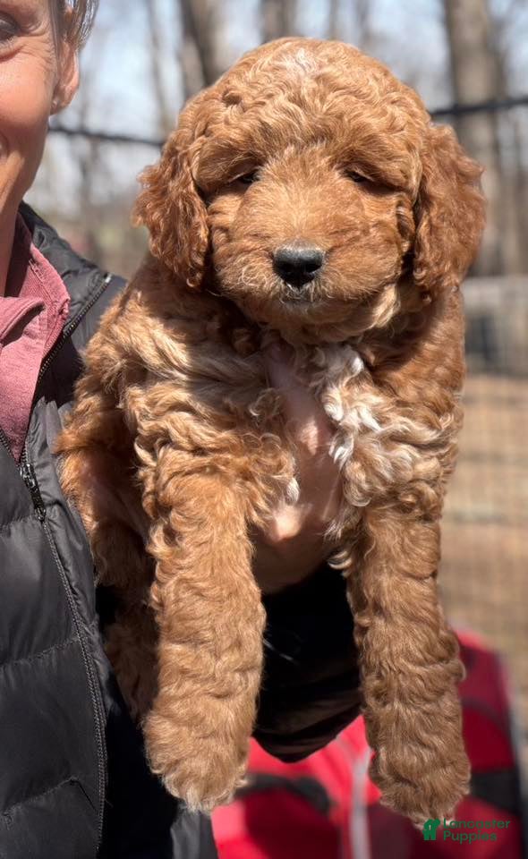 Mini Goldendoodle dogs Mini Goldendoodle Puppy 1 - Ad 2