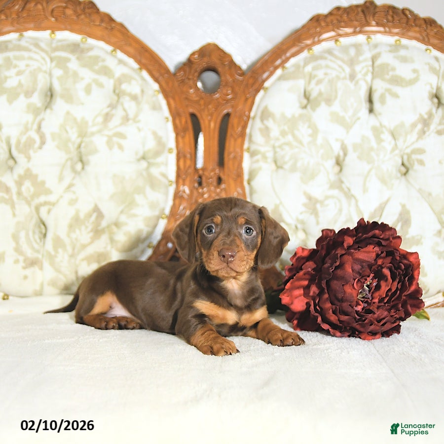 Miniature Dachshund dogs Piper - Ad 24