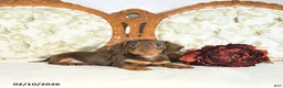 Miniature Dachshund dogs for sale: Piper - Ad 1