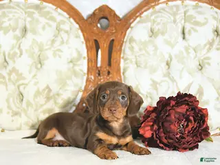 Miniature Dachshund dogs Piper - Ad 24