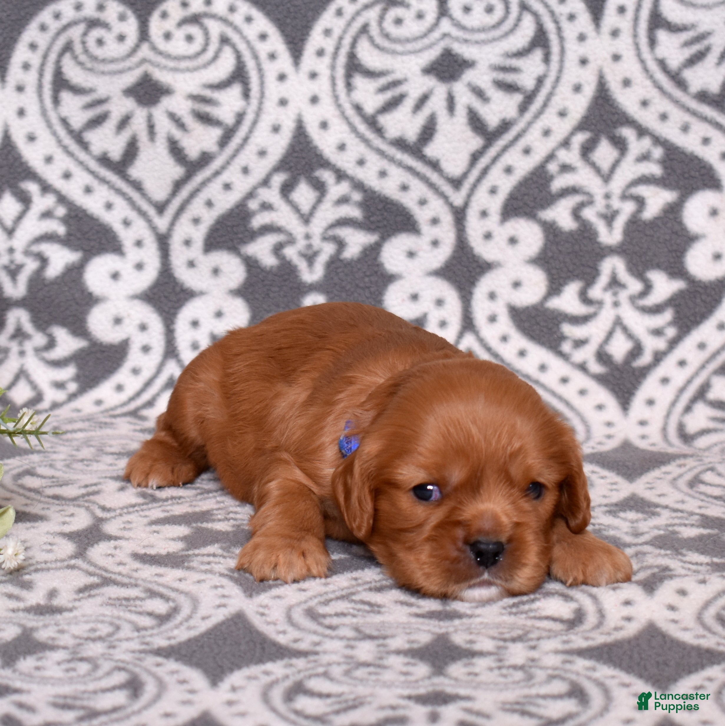 Cavalier King Charles Spaniel dogs Noah - Ad 1