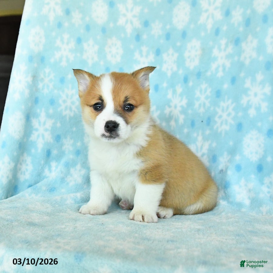 Welsh Corgi Pembroke dogs Chief - Ad 2