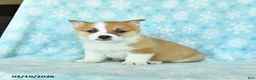 Welsh Corgi Pembroke dogs for sale: Chief - Ad 2