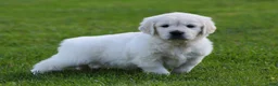 Golden Retriever dogs for sale: Lucy - Ad 4