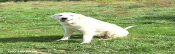 Mixed Breed dogs for sale: Chester - Ad 4