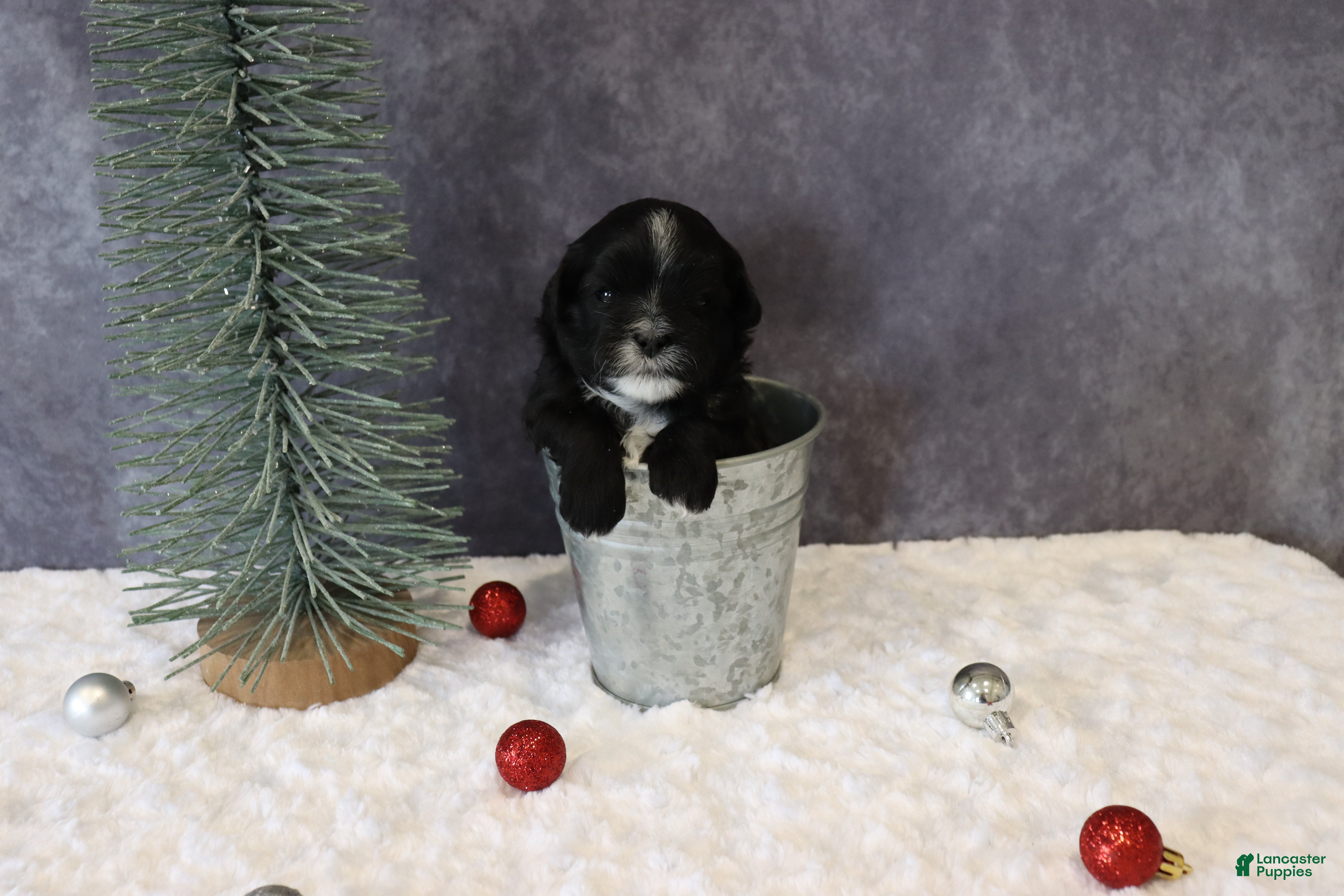 Shihpoo dogs Pepper - Ad 2