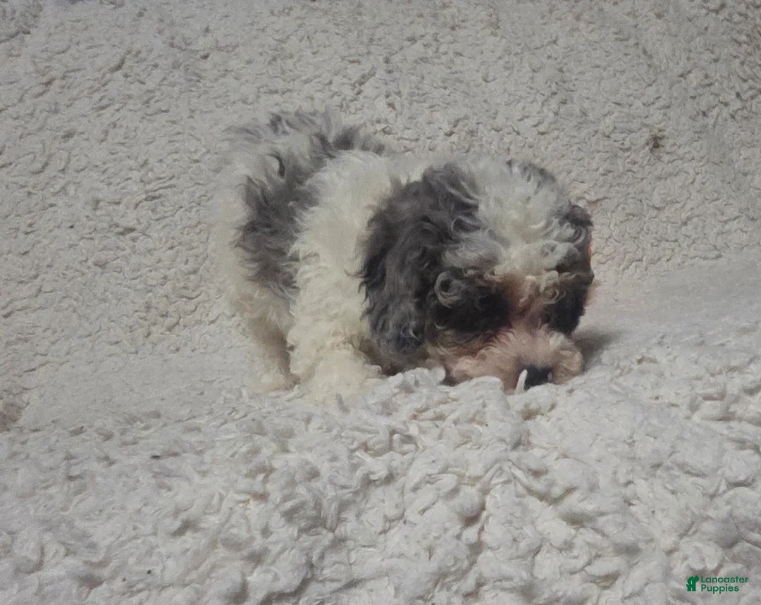 Cockapoo dogs for sale: Sarah - Ad 10