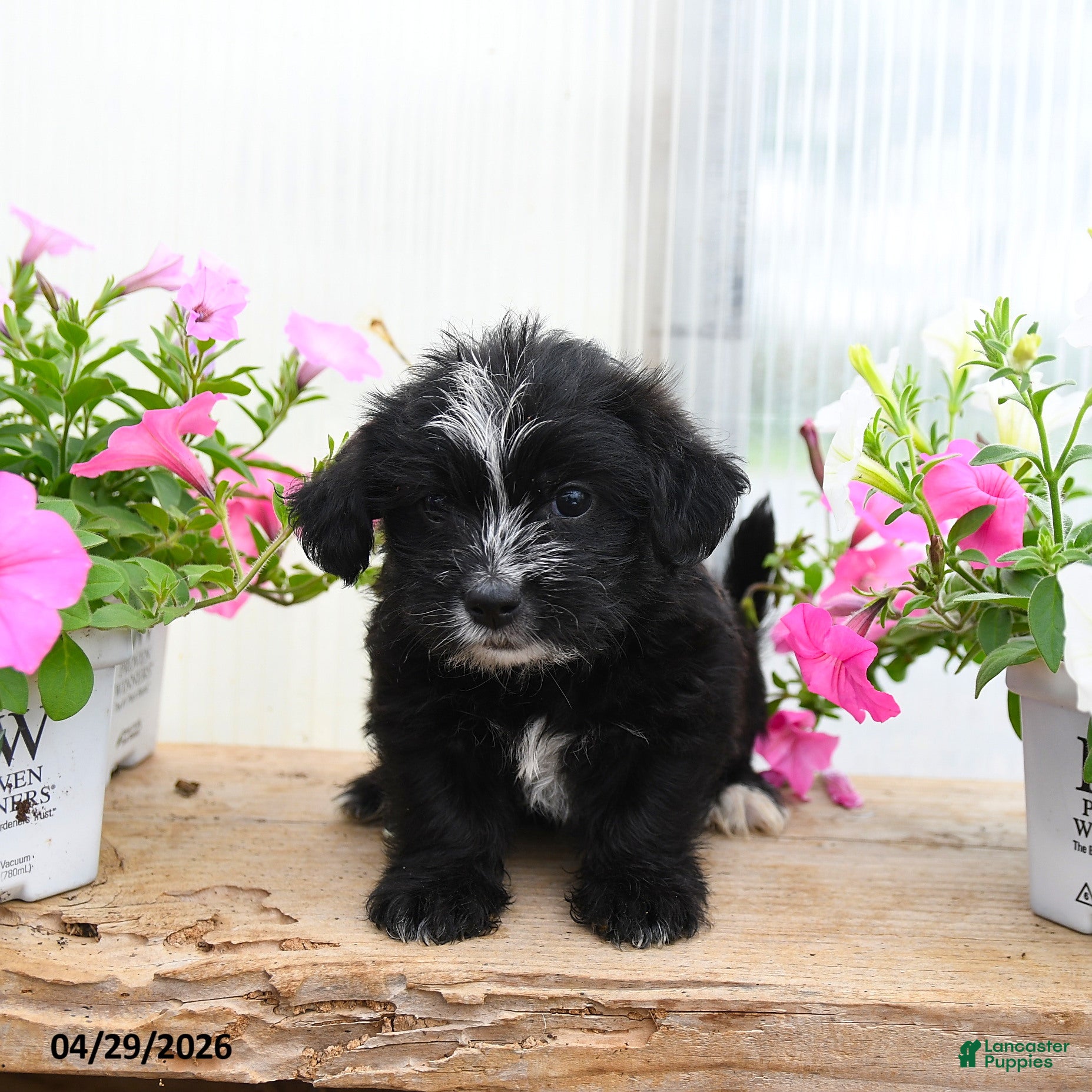 Morkie dogs Charles - Ad 2