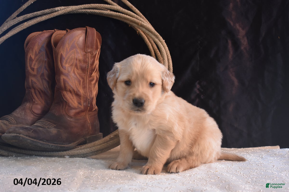 Golden Retriever dogs Kyle - Ad 2