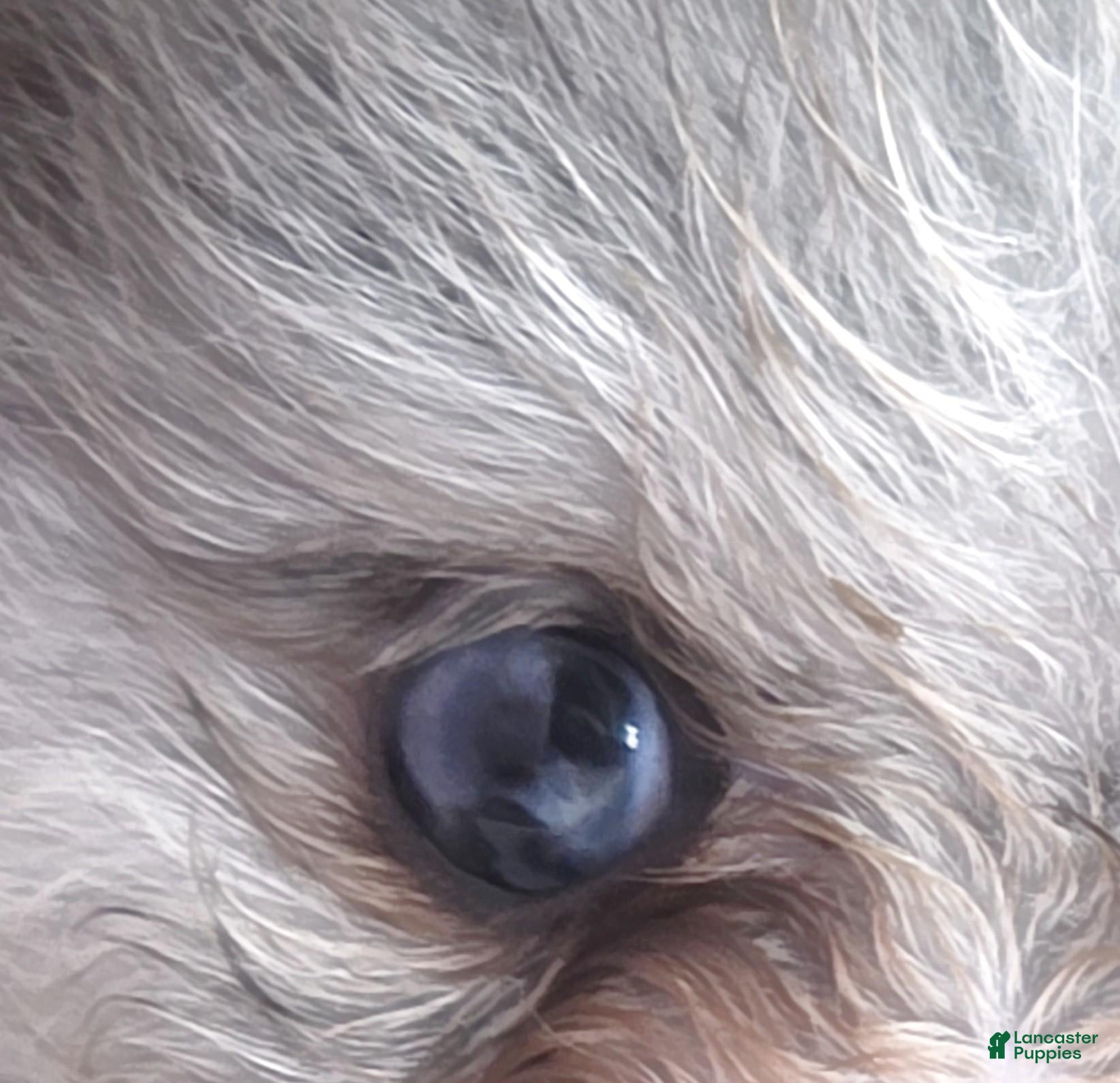 Pomeranian dogs Blueberry - Silvery Blue Merle - w/Blue Eye - Ad 2