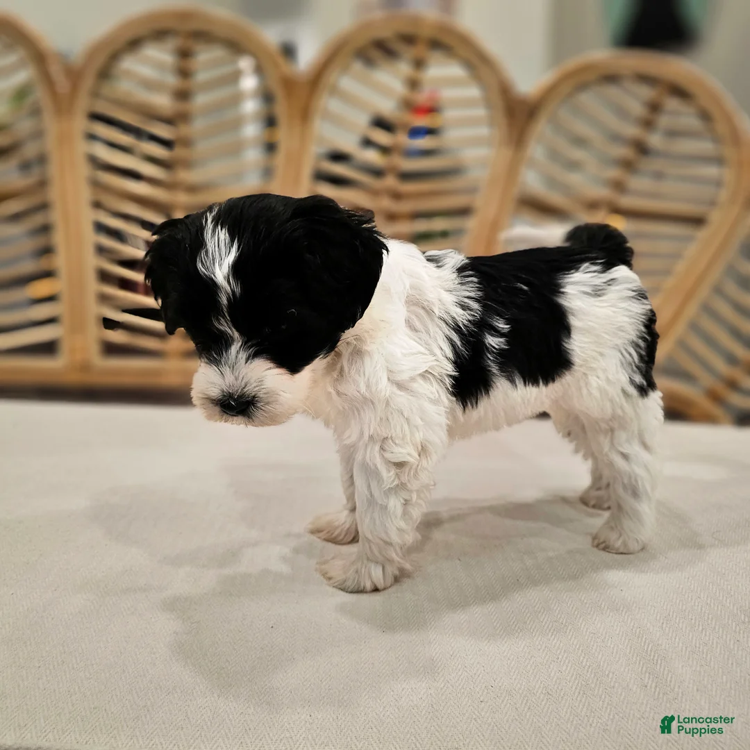Portuguese Water Dog dogs for sale: Raven B. 🩷 - Ad 1