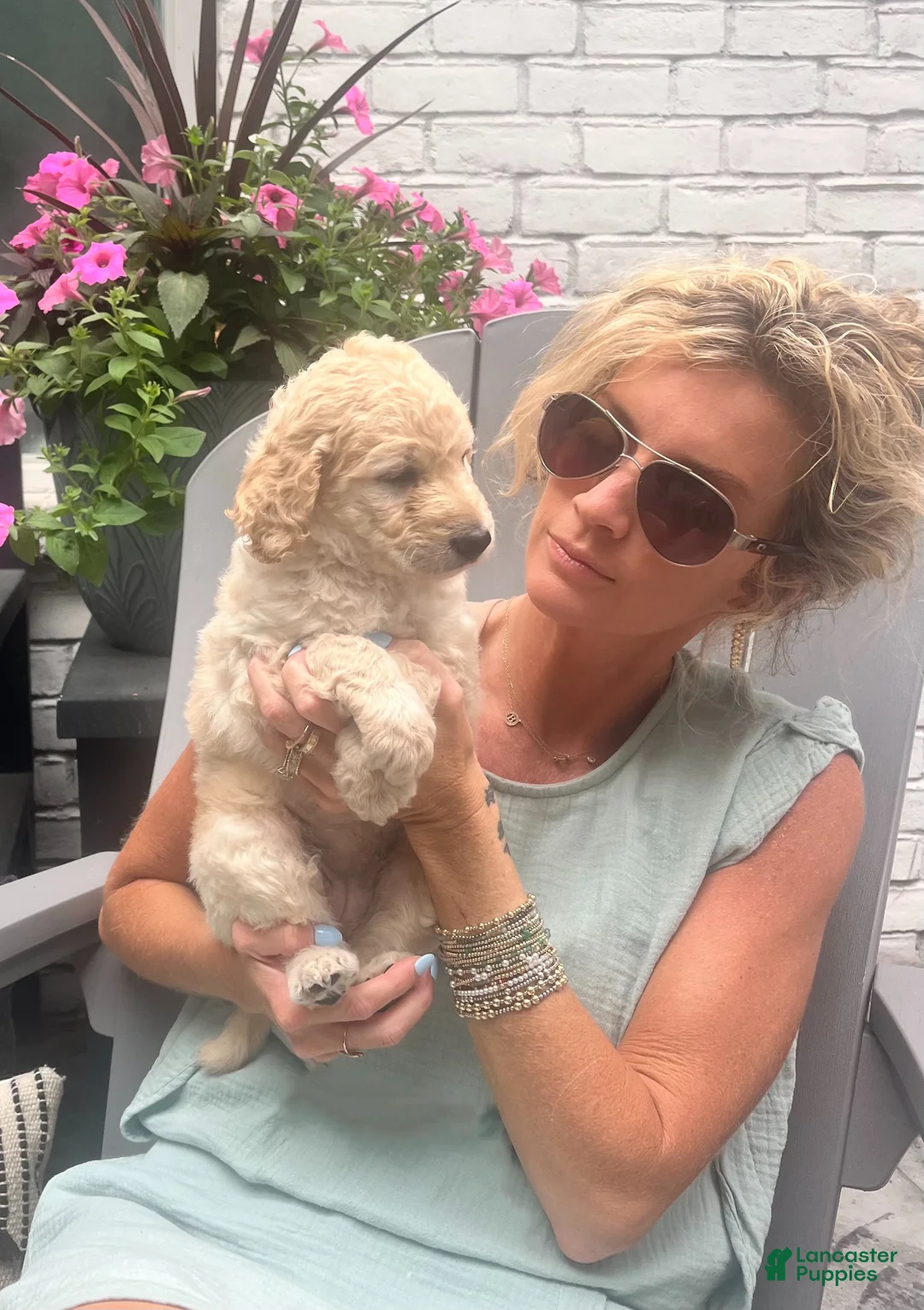 Goldendoodle dogs for sale: Goldendoodle Clover- Purple - Ad 1