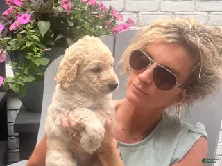 Goldendoodle dogs for sale: Goldendoodle Clover- Purple - Ad 4