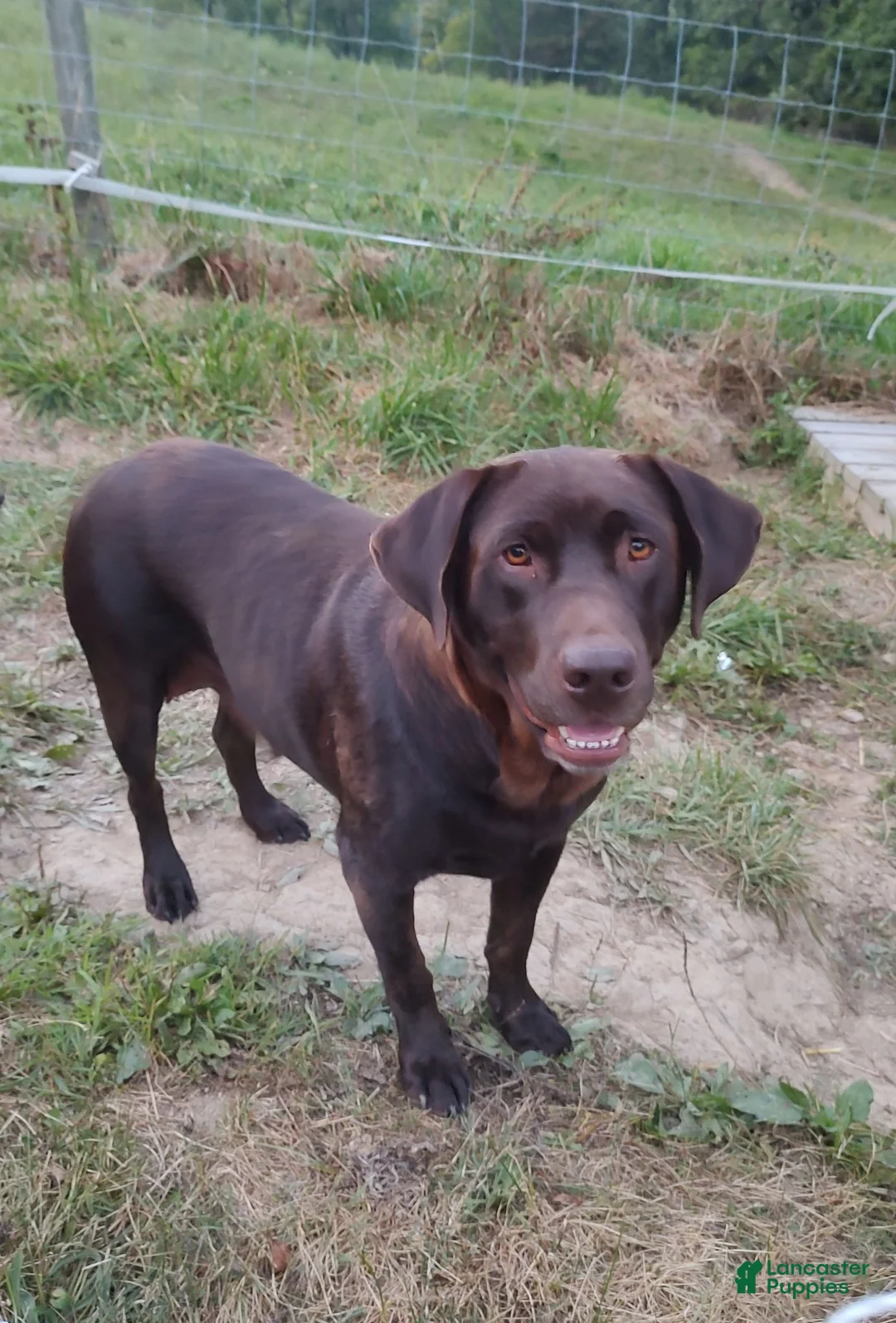 Labrador Retriever dogs for sale: Otis - Ad 10