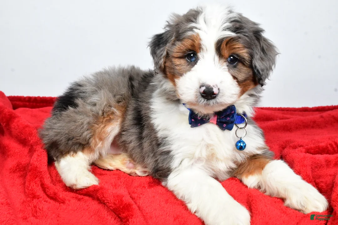 Mini Aussiedoodle dogs for sale: Gabrielle - Ad 9