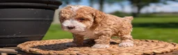 Miniature Poodle dogs for sale: Melody - Ad 10