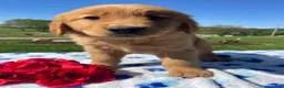 Golden Retriever dogs for sale: Lucky - Ad 3