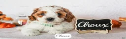 Cavapoo dogs for sale: Choux - Ad 7