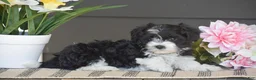 Havanese dogs for sale: Kenneth - Ad 5