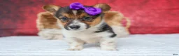 Welsh Corgi Pembroke dogs for sale: Abby🩷  - Ad 6