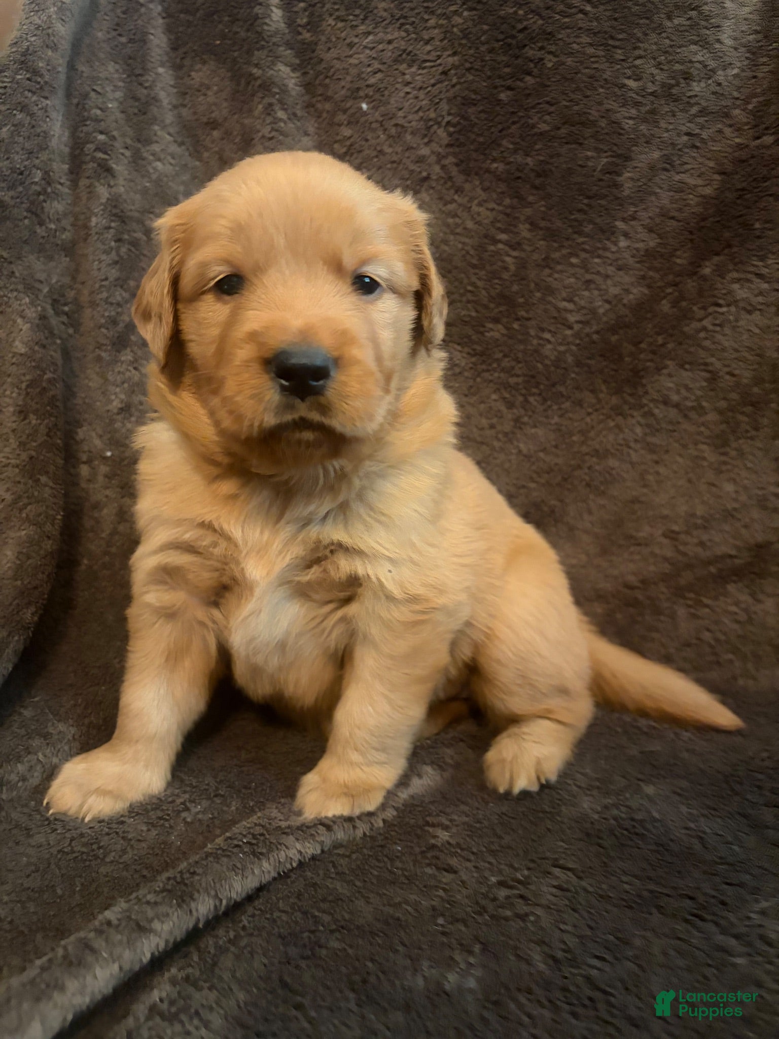 Golden Retriever dogs for sale: Golden Retriever 1 - Ad 1