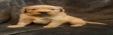 Golden Retriever 1