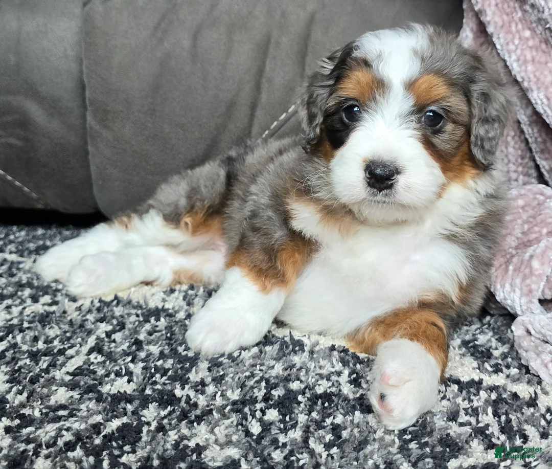 Mini Bernedoodle dogs for sale: Mini Alfie - Ad 13