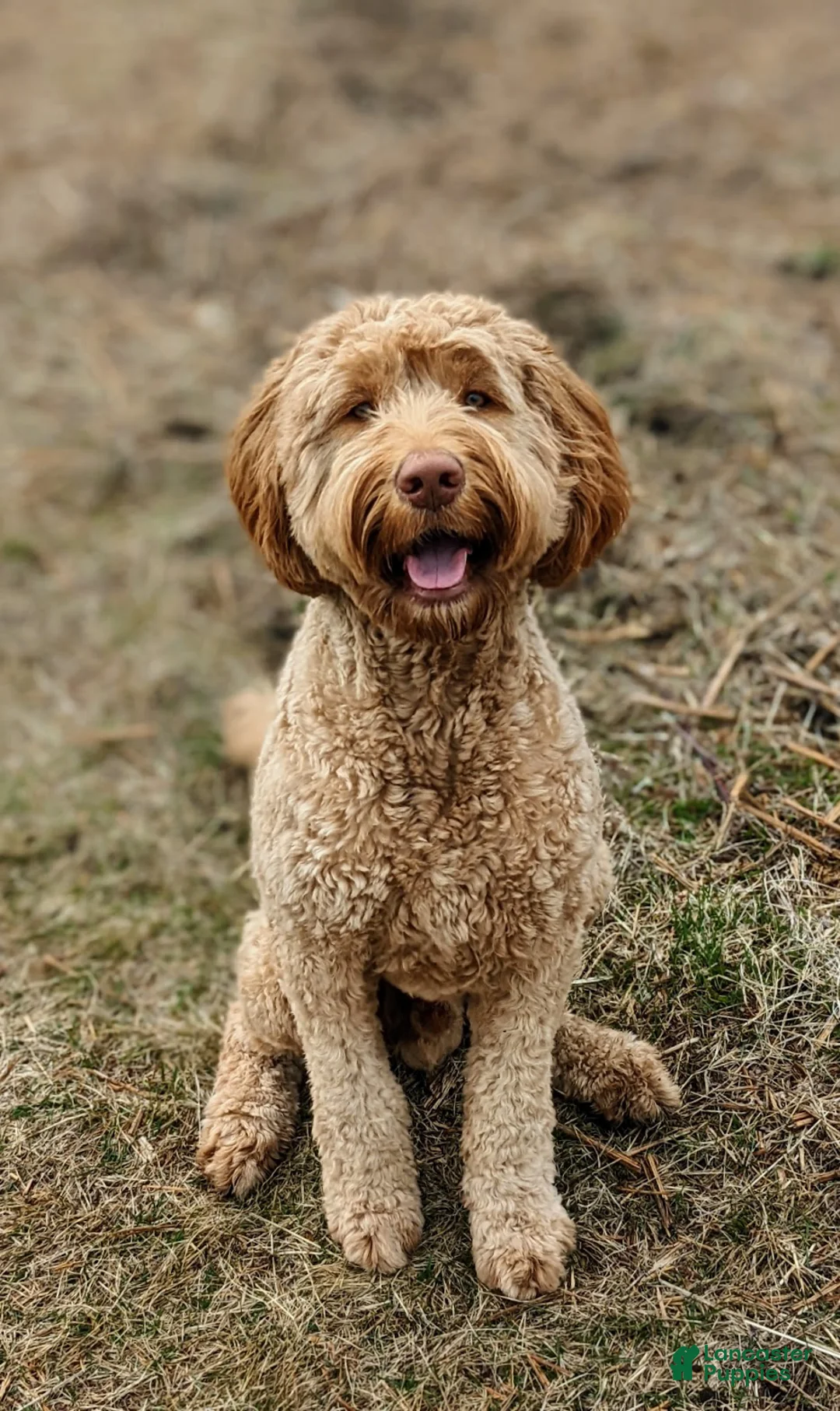 Double Doodle dogs for sale: Double Doodle Puppy 1 - Ad 7