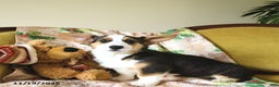 Welsh Corgi Pembroke dogs for sale: Nickle  - Ad 8