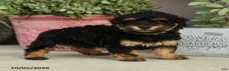 Havapoo dogs for sale: Simon - Ad 3