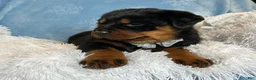 Rottweiler dogs for sale: Skye - Ad 9
