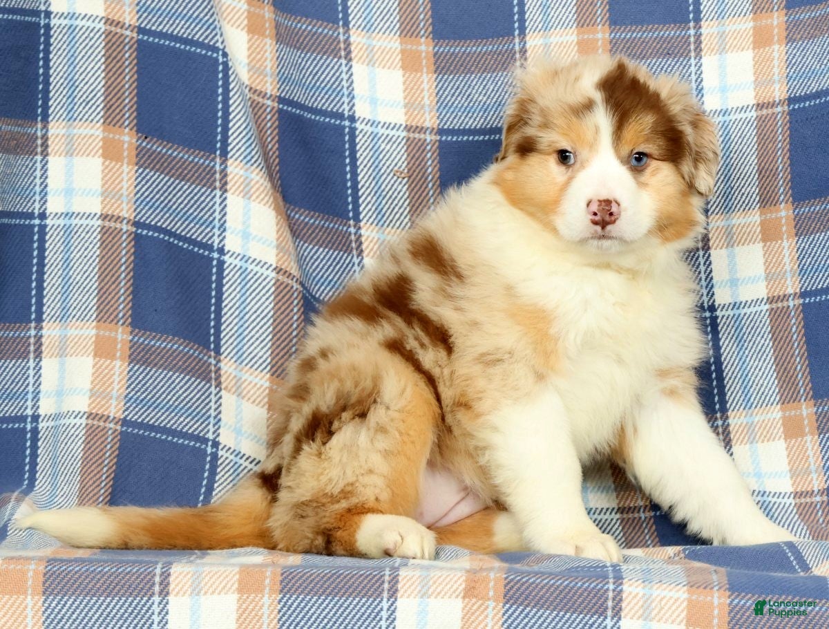 Australian Shepherd dogs Patty - Ad 2