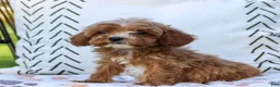 Cavapoo dogs for sale: Lily  - Ad 4
