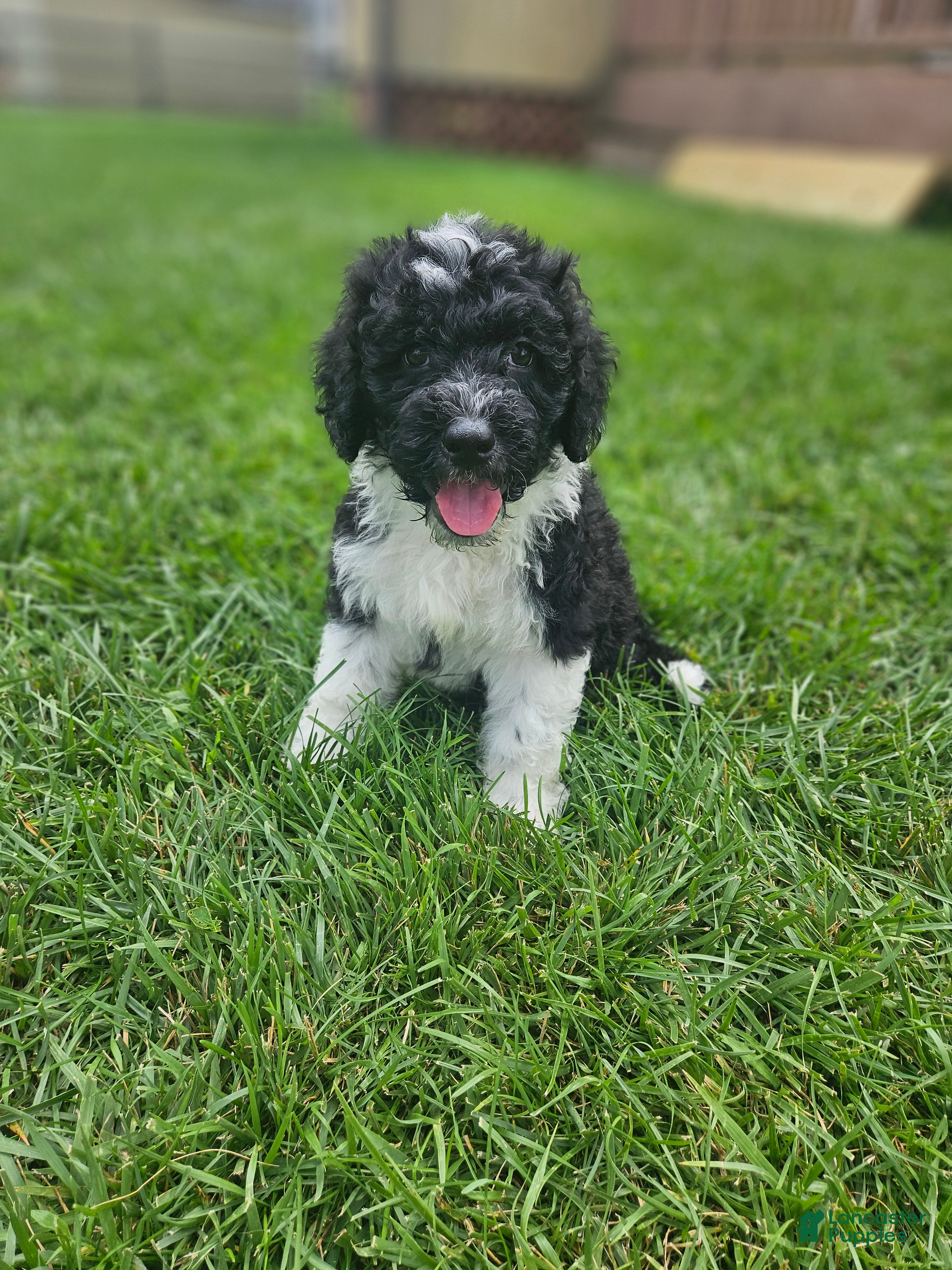 Portuguese Water Dog dogs Bo - Ad 10