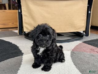 Havapoo dogs Havapoo Puppy 4 - Ad 34