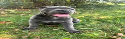 Cane Corso dogs for sale: Rianna - Ad 7