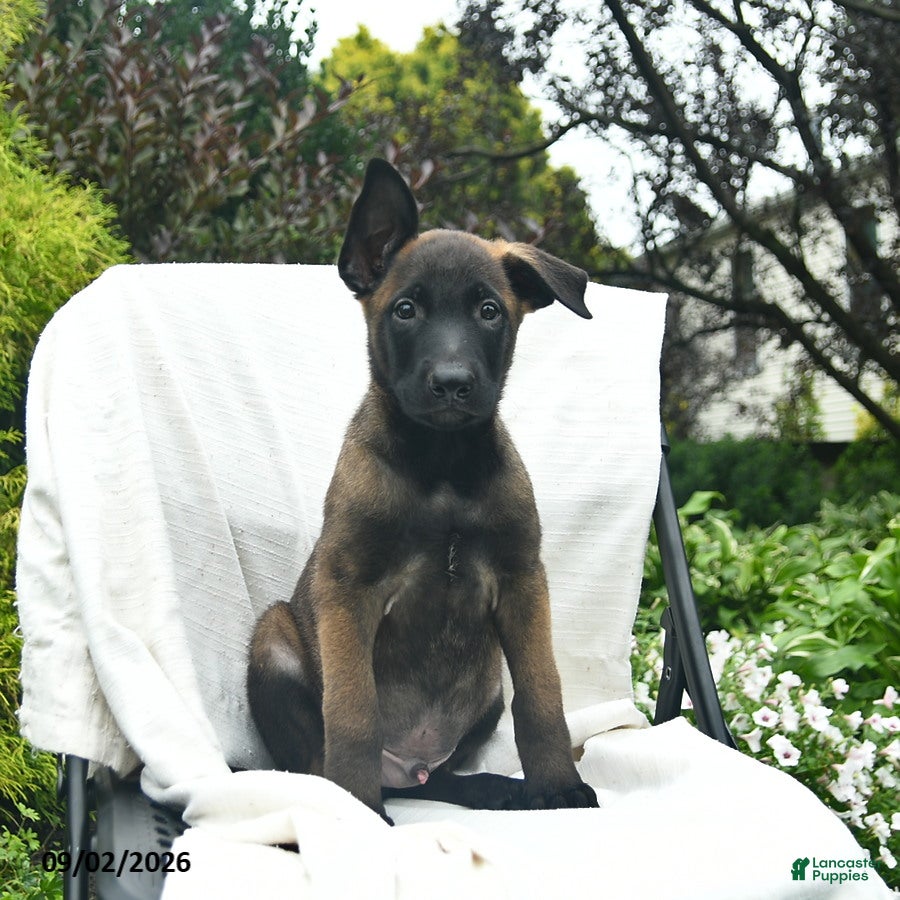 Belgian Malinois dogs for sale: UmI - Ad 1