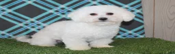 Bichon Frise dogs for sale: Wilma - Ad 2