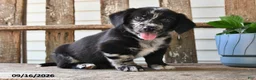 Mixed Breed dogs for sale: Stormy - Ad 1