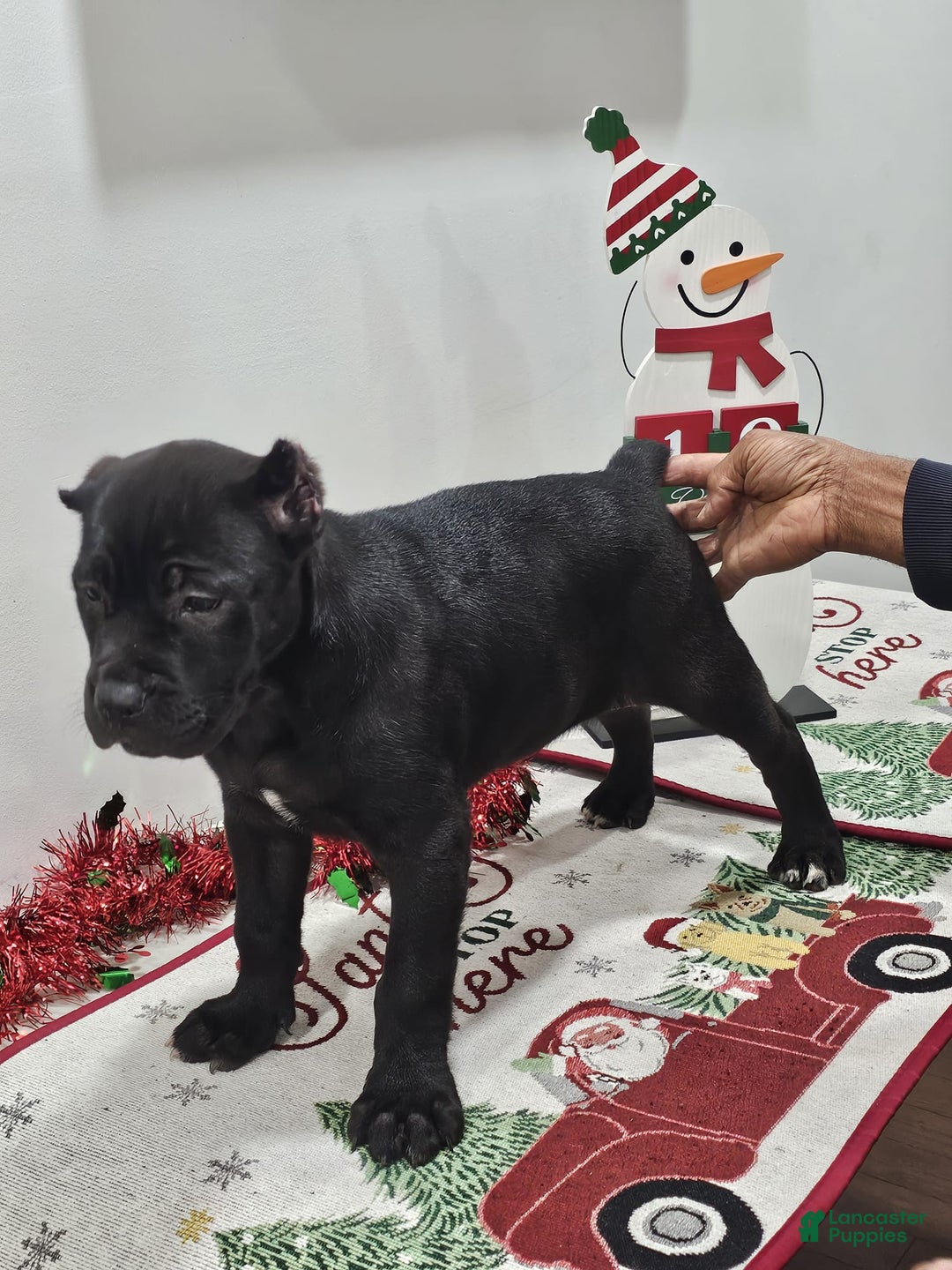 Cane Corso dogs for sale: GRACE - Ad 2