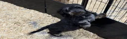Miniature Dachshund dogs for sale: Dapple Boy - Ad 6