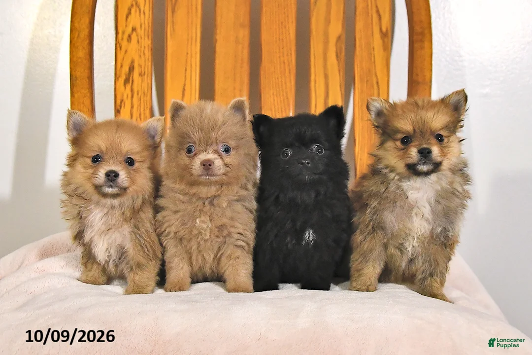 Pomeranian dogs for sale: Rhoda - Ad 3