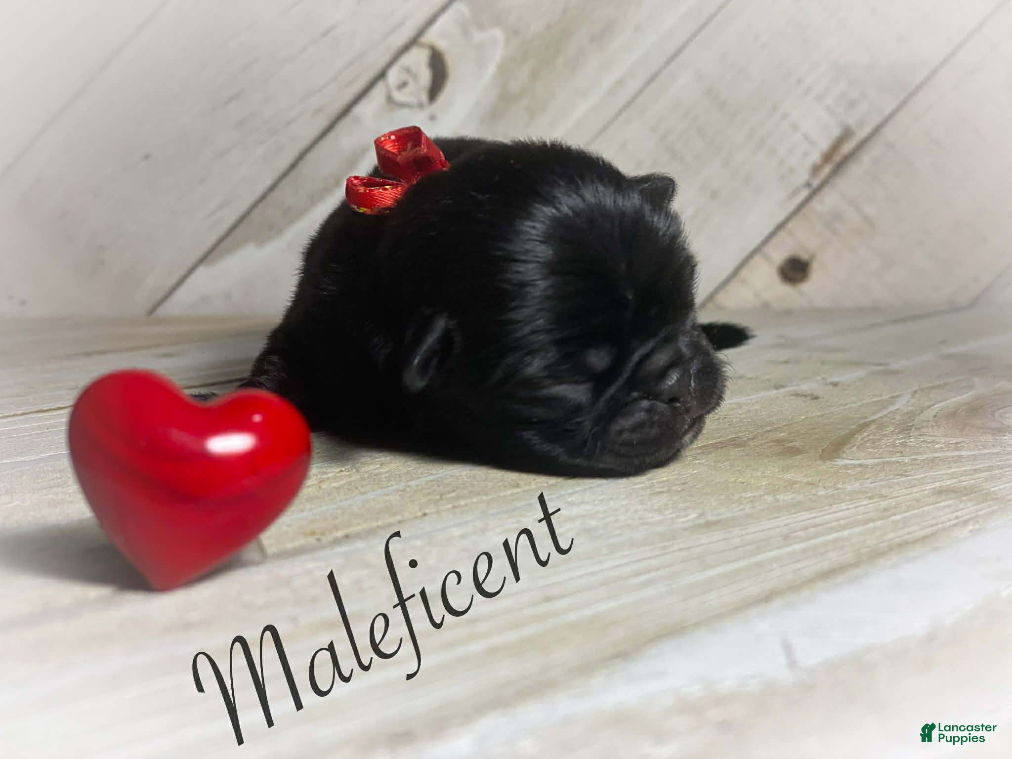 Pug dogs Maleficent - Ad 5